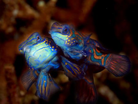 Mandarin fish from lemberh strait, north sulawesi.. by Iman Brotoseno 