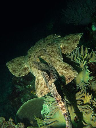wobegong shark, raja ampat by Heru Suryoko 