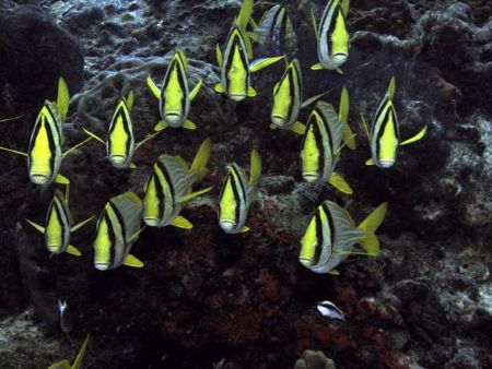 A school of Porkfish posing for a portrait - Paseo De Ced... by James Ridgway 