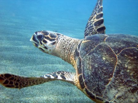 Hawksbill by Lora Tucker 