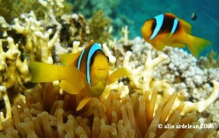 Clown fish, Sharm El Sheikh. Olympus SP-350, manual white... by Alin Ardelean 