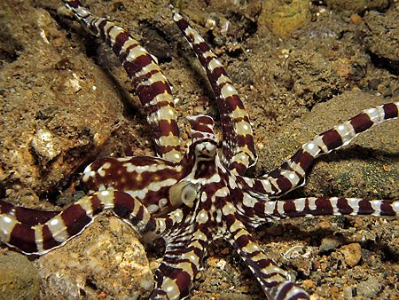 The Mimicking Expert! Taken In Anilao With Canon S80 by Edvin Eng 
