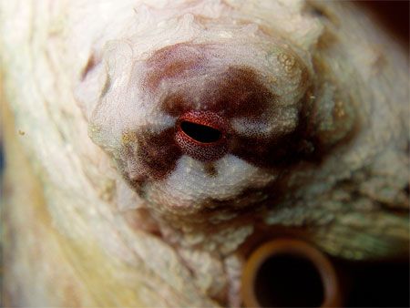 the octopus eyelooks at you 
Rinca, Komodo, Canibal Rock by Alex Bonvin 