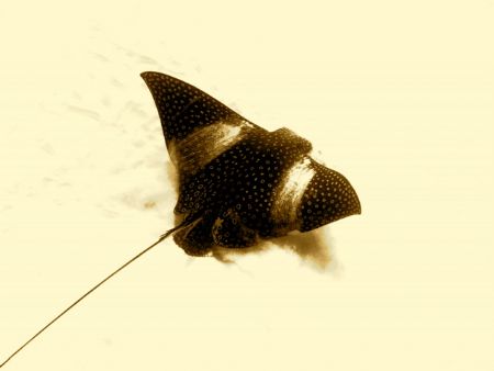 Spotted Eagle ray coming out of the sand. Cozumel - Nikon... by James Ridgway 