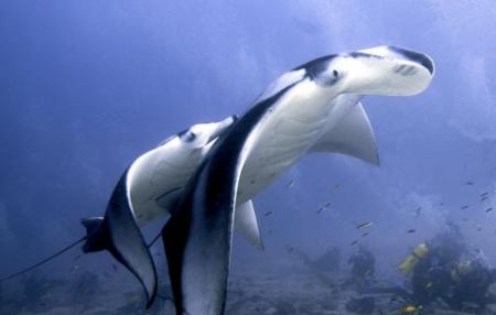 Manta&baby:One Manta every month. Nikon D200, two strobo ... by Marchione Giacomo 