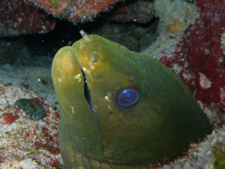 nice green eel in steps dive site at parguera wall....... by Victor J. Lasanta Garcia 