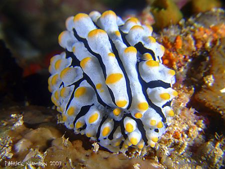 Nudibranch at Similan Islands 2007. Taken with Fuji E900 ... by Patrick Neumann 