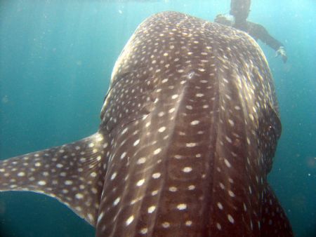 Whale shark feeding! by Adrian Newell 