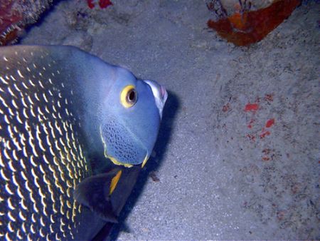 French Angelfish ,Palmas del Mar humacao by Pedro Hernandez 