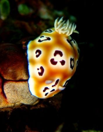 Nudi...taken with Canaon S80 by Zafarol Lokman 