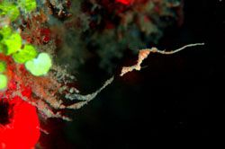 Sea Horse or something new. Local DM call Sea Dragon.Zoom... by Frankie Tsen 