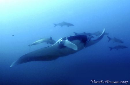 What an majestic animal...
Taken with Fuji E900 with fis... by Patrick Neumann 