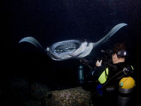 Night Flight was taken on the well known Kona Manta Night... by Allan Vandeford 