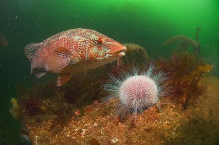 Ballan Wrasse Eye's a Sea Urchin.
Cathedral Rock St. Abb... by Mike Clark 