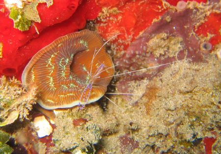 this been take in cayo cochinos by Marie Josee Moisan 