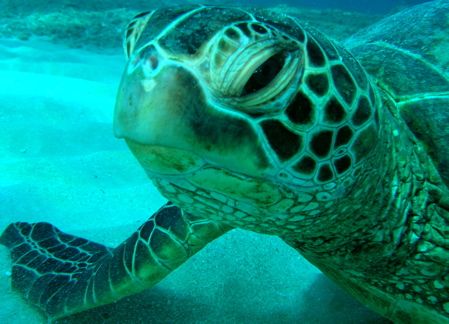 off waikiki, nikon coolpix 5900 by Elizabeth Chase 