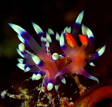 Model-Little nudi..posing. Using Canon S80 camera, by Zafarol Lokman 