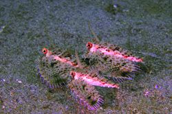Flying Gurnard. Formation flying.
D70s, 60mm. Lembeh by Frankie Tsen 