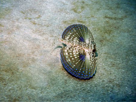 Flying Gurnard, Island of Culebra,camera dc310 by Pedro Hernandez 