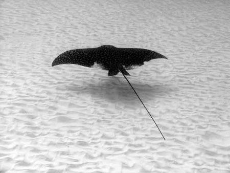 Spotted Eagle ray flying over the sand - too far for a st... by James Ridgway 