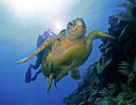 Getting the perfect shot! San Pedro, Belize. Canon SD550. by Paul Holota 
