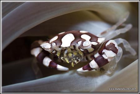 You can't see me I'm to small!!!
Yes I can D200/105 +20m... by Yves Antoniazzo 
