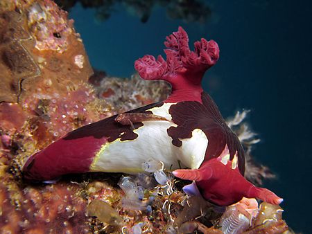 The Hitch Hiker! Taken In Anilao With Canon S80. by Edvin Eng 