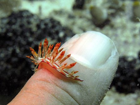 flabellina on finger... by Heru Suryoko 