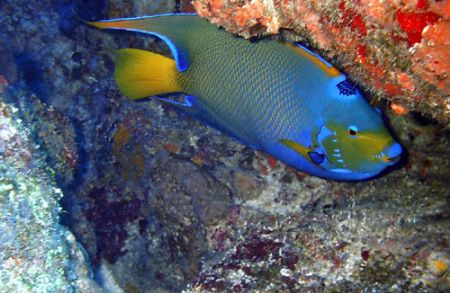 Queen Angelfish, island of mona Puerto Rico,camera dc310. by Pedro Hernandez 