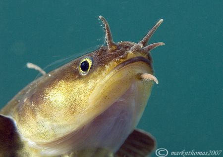 Five-bearded rockling.
Aughrusmore Pier, Connemara.
D20... by Mark Thomas 