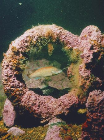 A Cunner (Tautogolabrus Adspersus), also known as a sea p... by Michael Grebler 