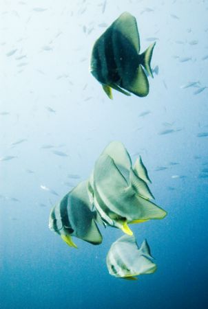 Batfish, Bali, 2005. by Chris Wildblood 