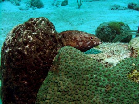 Coney sitting in his 'nest' - Paradise Reef, Cozumel - Ni... by James Ridgway 