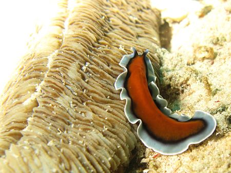 flatworm from raja ampat by Heru Suryoko 