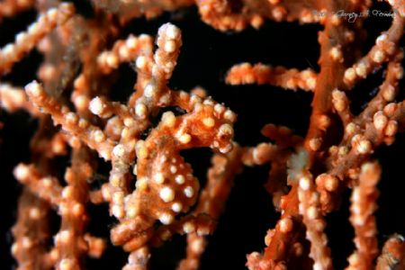 pygmy seahorse by Gurney Fermin 