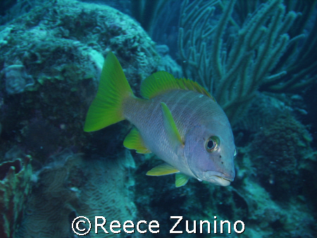 taken with a seelife dc 500 at the wall in parguera, PR
... by Reece Zunino 