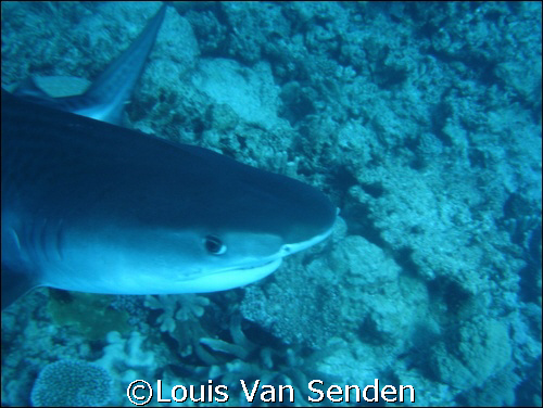 Tiger Shark by Louis Van Senden 