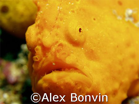 Orange Froggy by Rinca Island, Komodo. by Alex Bonvin 