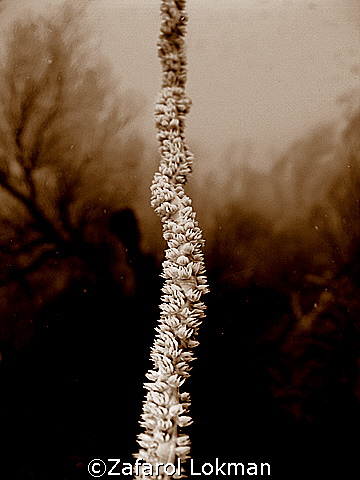 Whip Coral..taken in Tenggol Island,Malaysia with Canon S80. by Zafarol Lokman 