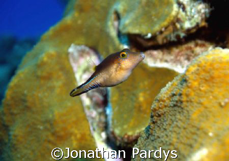 Juvenille in Cozumel by Jonathan Pardys 
