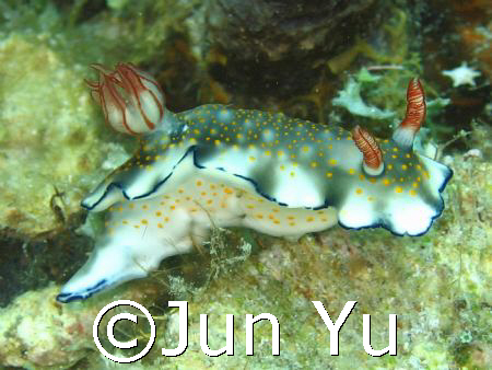 Nudibranch @ beatriz anilao batangas w/ my olympus C7070 ... by Jun Yu 
