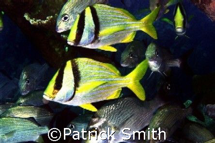 Taken at Isla Mujeres , Mexico . by Patrick Smith 