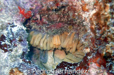 Triton Trumpet Eggs,Humacoa puerto Rico,Camera DC200 by Pedro Hernandez 