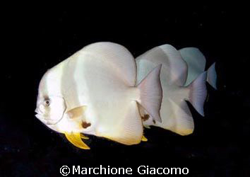 Three is better that one. Nikon D200 , two strobo, lens 1... by Marchione Giacomo 