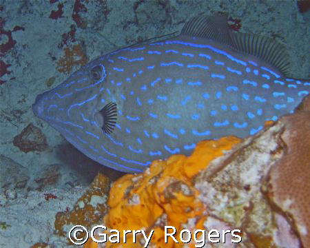 Taken on a night dive in Cozumel. Sea & Sea DX-8000G by Garry Rogers 