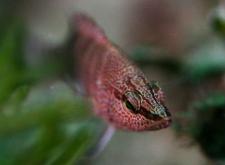 A Belted Sandfish on an unamed reef in the Gulf of Mexico... by Patrick Smith 