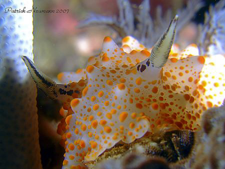Nudi portrait taken at Similan Islands with a E900+ cu le... by Patrick Neumann 