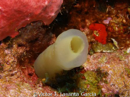 green tunicate in the wall of la chimenea in parguera wall by Victor J. Lasanta Garcia 