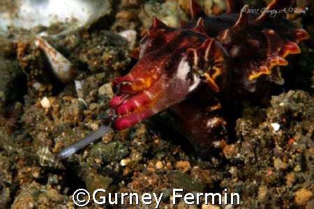 Flamboyant cuttlefish feeding. by Gurney Fermin 