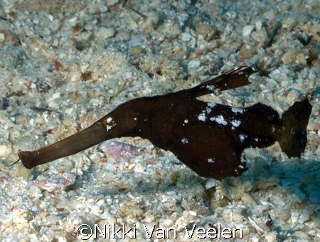 Ghost pipefish taken at Ras Tantur, Nabq Park by Nikki Van Veelen 